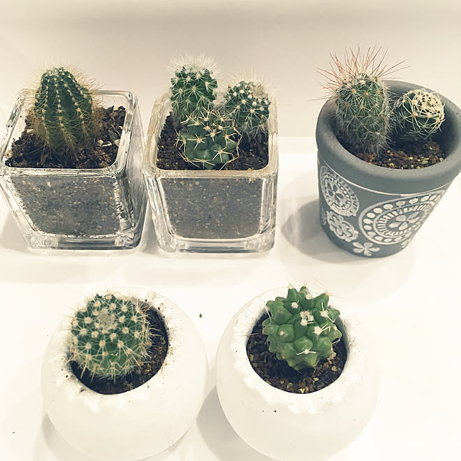 バス トイレ 植物用ポット 植物 サボテン初心者 サボテン などのインテリア実例 18 06 25 10 39 50 Roomclip ルームクリップ