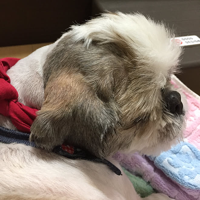 モヒカンにて見える 今は引退 二匹カットやりたい放題です 教えますょ 元トリマーでした などのインテリア実例 17 08 15 19 42 22 Roomclip ルームクリップ