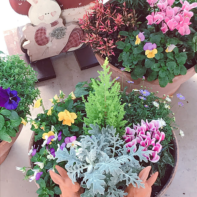 今日も良いお天気です✨✨/シクラメン寄せ植え/RCの出会いに感謝