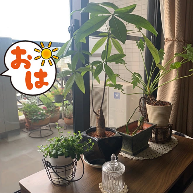 マンション 雑貨 観葉植物 無印の観葉植物 マンションベランダ などのインテリア実例 21 09 08 07 42 24 Roomclip ルームクリップ マンション 雑貨 観葉植物 無印の観葉植物 マンションベランダ などのインテリア実例 21 09 08 07 42 24 Roomclip ルームクリップ