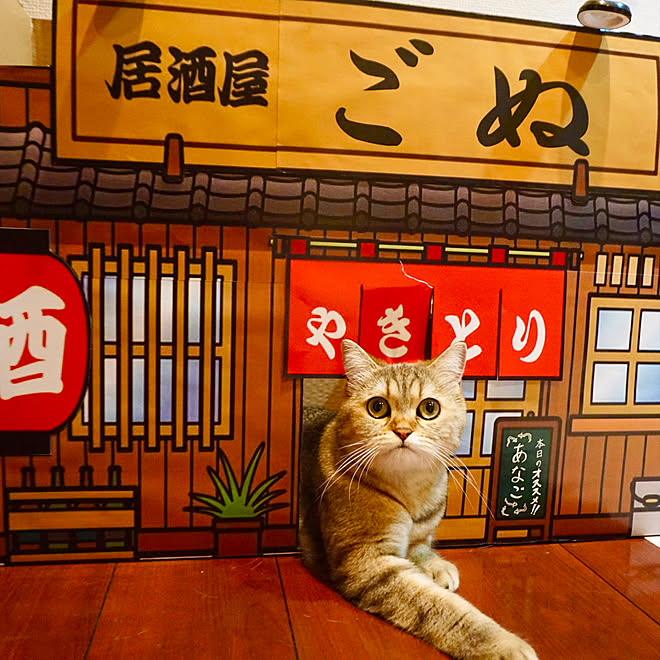 手作りキャットハウス 居酒屋 ハンドメイド Diy 玄関 入り口のインテリア実例 06 01 43 04 Roomclip ルームクリップ