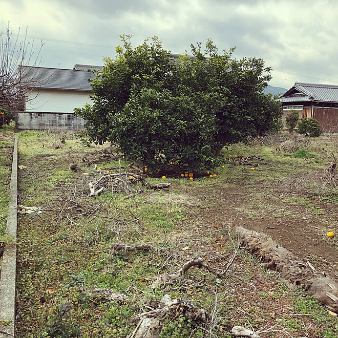 部屋全体 平屋 自宅兼事務所 注文住宅 工務店のインテリア実例 19 02 07 15 06 23 Roomclip ルームクリップ