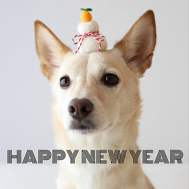 ひとり暮らし 犬のいる暮らし 元保護犬 いぬのいる暮らし お正月インテリア などのインテリア実例 22 01 01 08 53 10 Roomclip ルームクリップ