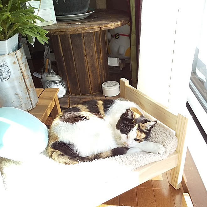 ベッド周り 3coins ねこのいる暮らし ペットベット 三毛猫 などのインテリア実例 21 02 12 13 25 00 Roomclip ルームクリップ