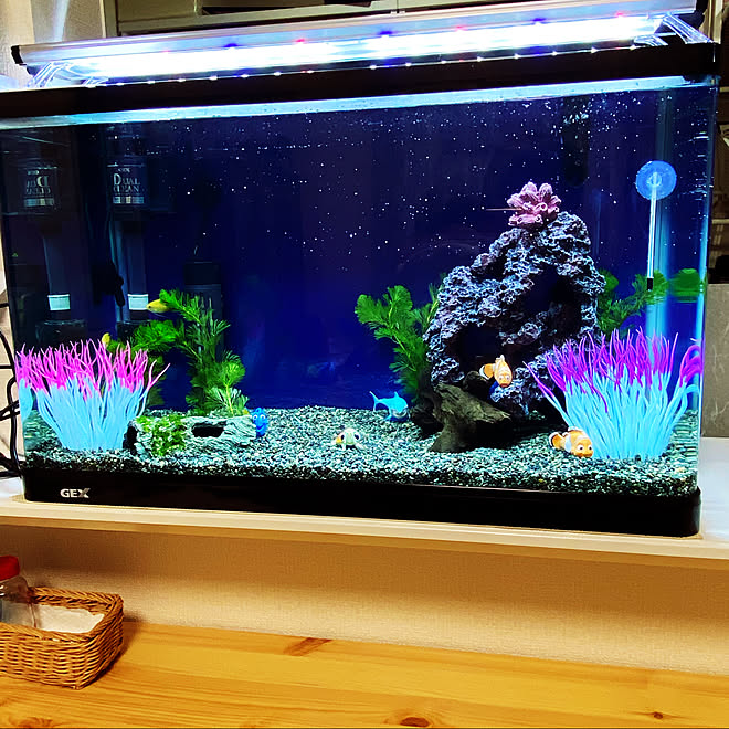 水槽レイアウト 水槽ディスプレイ ディズニー大好き 熱帯魚を取り入れたインテリア 熱帯魚のいる暮らし などのインテリア実例 22 02 08 19 59 09 Roomclip ルームクリップ