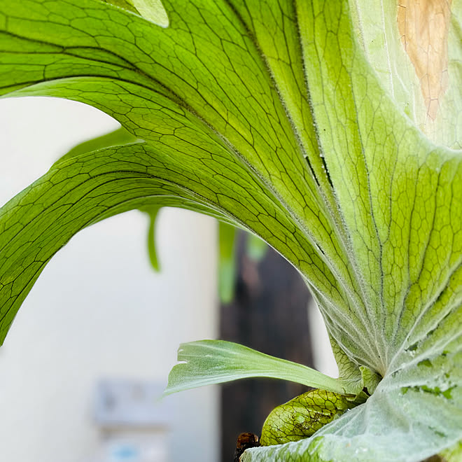 コウモリラングランデ 植物のある暮らし 観葉植物 コウモリラン ビカクシダ などのインテリア実例 21 07 07 50 14 Roomclip ルームクリップ