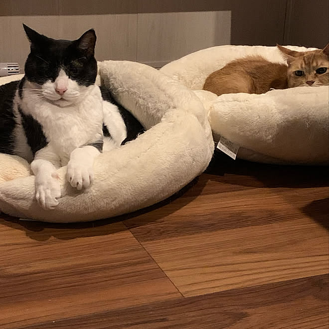 猫用クッション 猫 猫と暮らす リリカラ壁紙 ねこと暮らす などのインテリア実例 22 01 31 21 48 21 Roomclip ルームクリップ