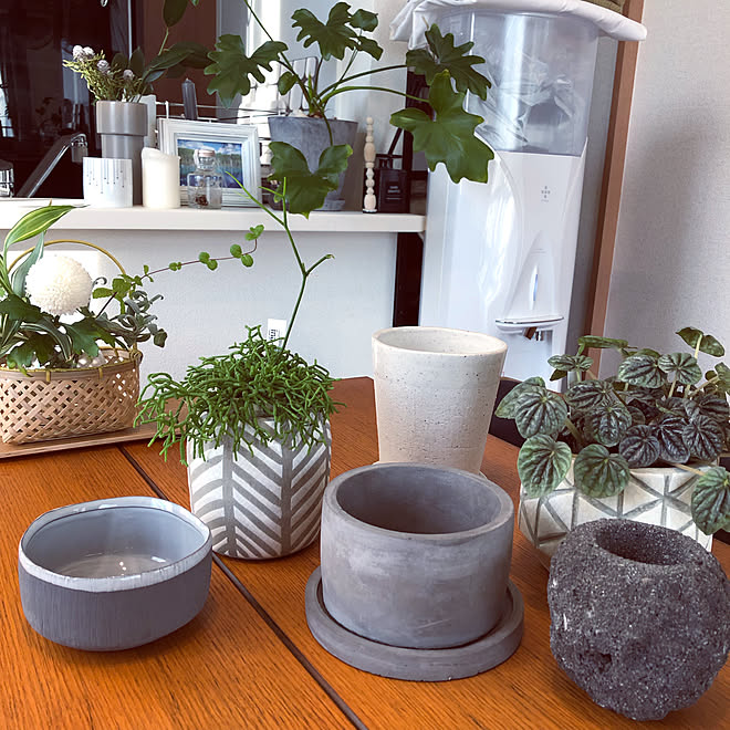 中性 ローマ人 トラップ Actus 植木鉢 Sjumsa Org