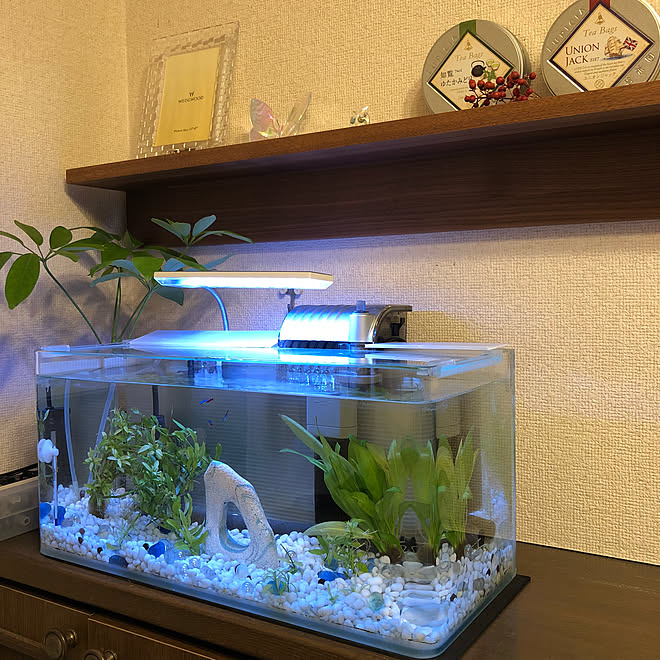 棚 カウンター上 ホンコンカポック ネオンテトラ 水槽 などのインテリア実例 18 06 06 19 04 46 Roomclip ルームクリップ