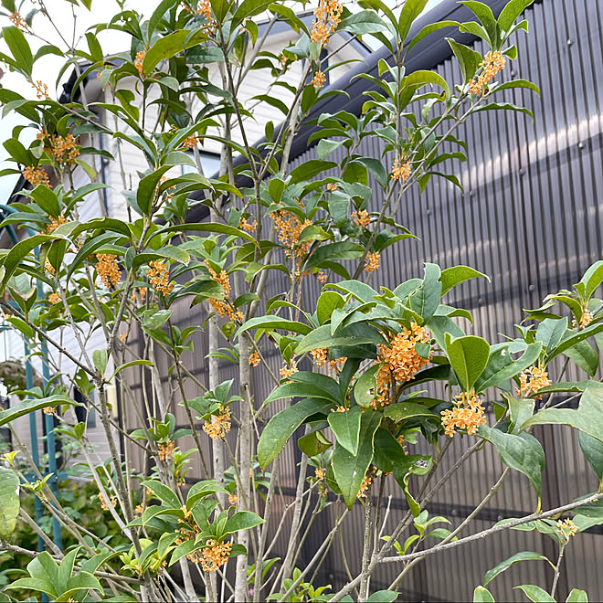 道路側から見れる木 花言葉 謙虚 陶酔 高貴 縁起物 魔除け 金木犀 晴れ時々曇り27 などのインテリア実例 22 10 03 13 22 Roomclip ルームクリップ