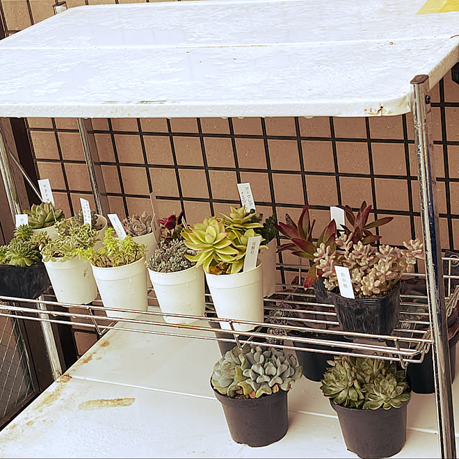 植物棚 多肉棚 多肉植物だいすき ベランダガーデン計画 ベランダガーデン などのインテリア実例 21 10 12 16 53 50 Roomclip ルームクリップ