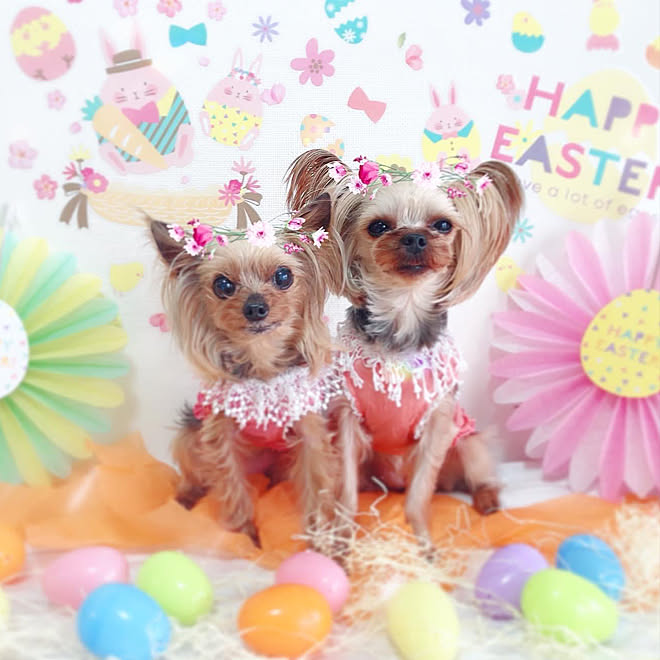 インスタ映え 撮影ブース ヨーキー いぬのいる暮らし 犬 などのインテリア実例 04 14 08 41 48 Roomclip ルームクリップ インスタ映え 撮影ブース ヨーキー いぬのいる暮らし 犬 などのインテリア実例 04 14 08 41 48 Roomclip ルームクリップ