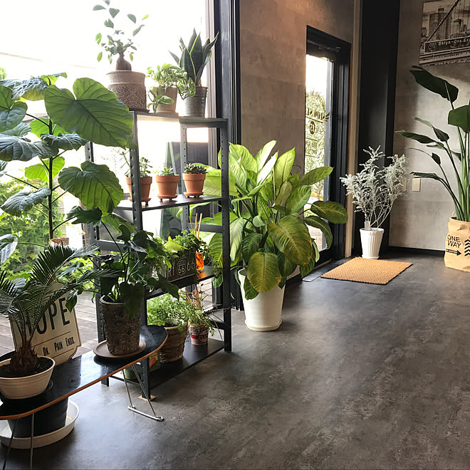観葉植物 男前 ブルックリンスタイル ニトリ 部屋全体のインテリア実例 19 06 18 17 37 18 Roomclip ルームクリップ