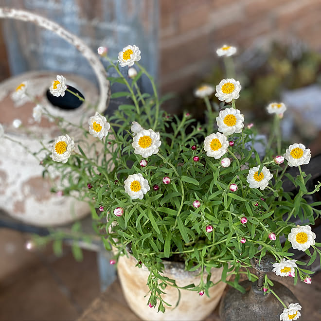 花かんざし 植物大好き 雑貨 花のある暮らし 壁 天井のインテリア実例 03 01 17 47 42 Roomclip ルームクリップ