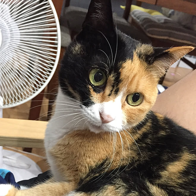 リビング ピチピチの13歳 マーブルさん インテリアじゃなくてごめんなさい 猫と暮らす などのインテリア実例 17 07 23 12 38 Roomclip ルームクリップ