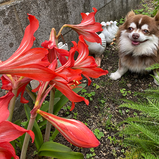 庭仕事 赤い花 花のある暮らし アマリリス ペットと暮らすインテリア などのインテリア実例 21 05 27 14 47 11 Roomclip ルームクリップ