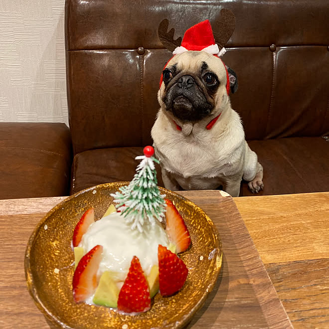 ケーキ いぬと暮らす クリスマス パグ ペットと暮らす家 などのインテリア実例 12 26 21 29 35 Roomclip ルームクリップ