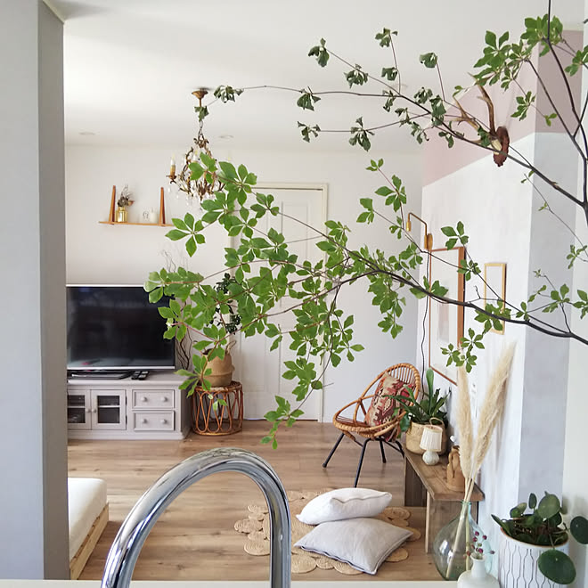 リビング どうだんつつじ ドウダンツツジ バンブーチェア テレビ台のインテリア実例 05 29 56 16 Roomclip ルームクリップ