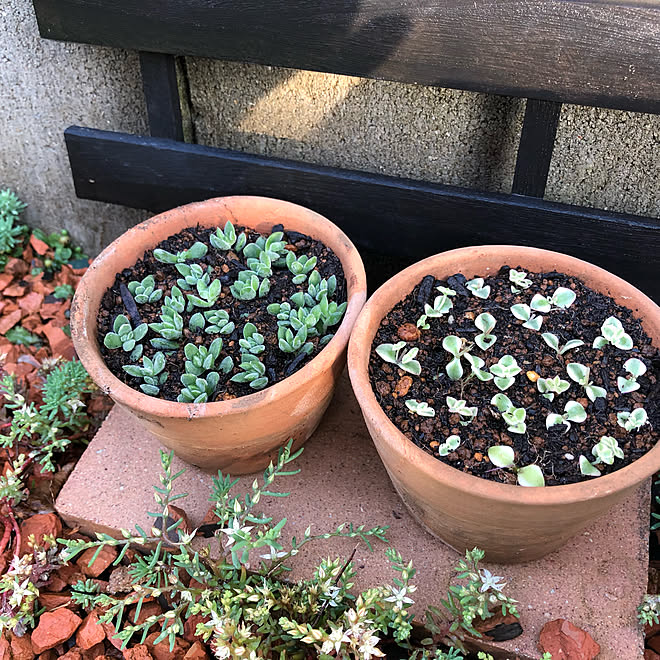 リトルミッシー レモーター 机ではありません 多肉植物のある暮らし 多肉植物 などのインテリア実例 21 06 02 17 58 08 Roomclip ルームクリップ