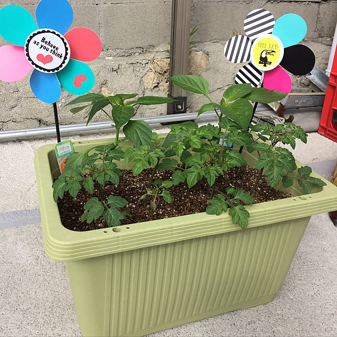 彼自身 サービス ポイント カインズ ホーム 植木鉢 Storm2122 Net 彼自身 サービス ポイント カインズ ホーム 植木鉢 Storm2122 Net