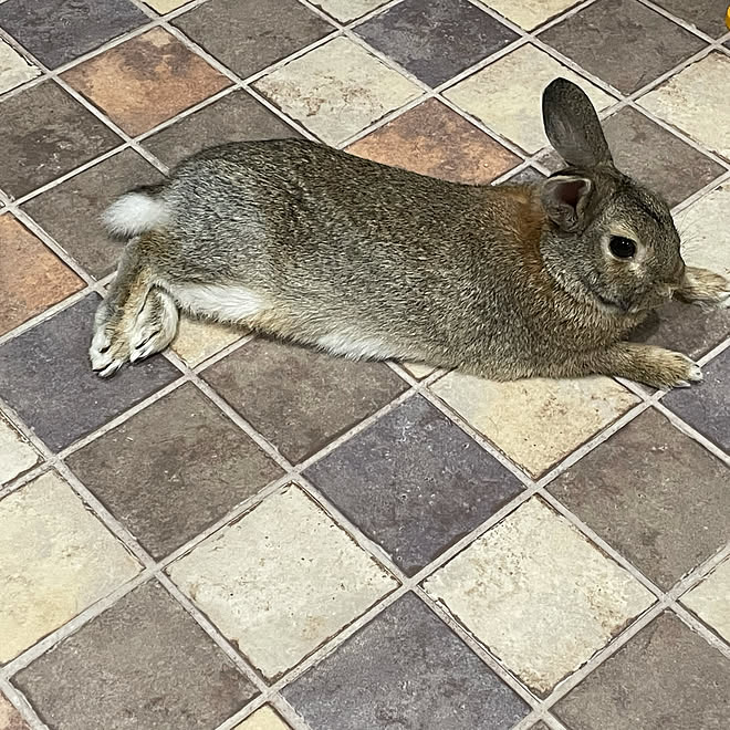 閲覧していただいた方に感謝 高齢者と暮らす うさぎとオカメインコ とうずらと暮らす いえづくり記録 バス トイレのインテリア実例 21 10 01 59 44 Roomclip ルームクリップ