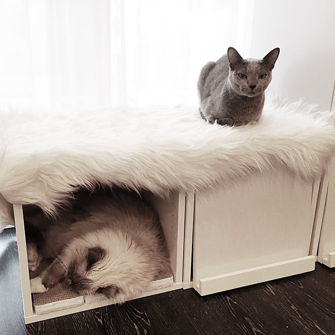 棚 猫ベッド 爪研ぎ ベルメゾン ラグマット などのインテリア実例 18 01 31 19 59 04 Roomclip ルームクリップ 棚 猫ベッド 爪研ぎ ベルメゾン ラグマット などのインテリア実例 18 01 31 19 59 04 Roomclip ルームクリップ