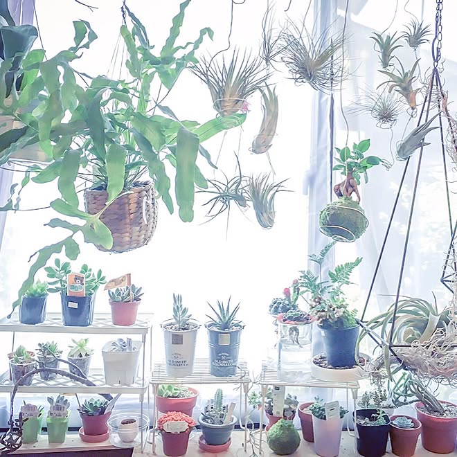 ベッド周り シダ植物 水耕栽培 エアプランツ グリーンのある暮らし などのインテリア実例 16 04 26 22 55 06 Roomclip ルームクリップ ベッド周り シダ植物 水耕栽培 エアプランツ グリーンのある暮らし などのインテリア実例 16 04 26 22 55 06 Roomclip ルームクリップ