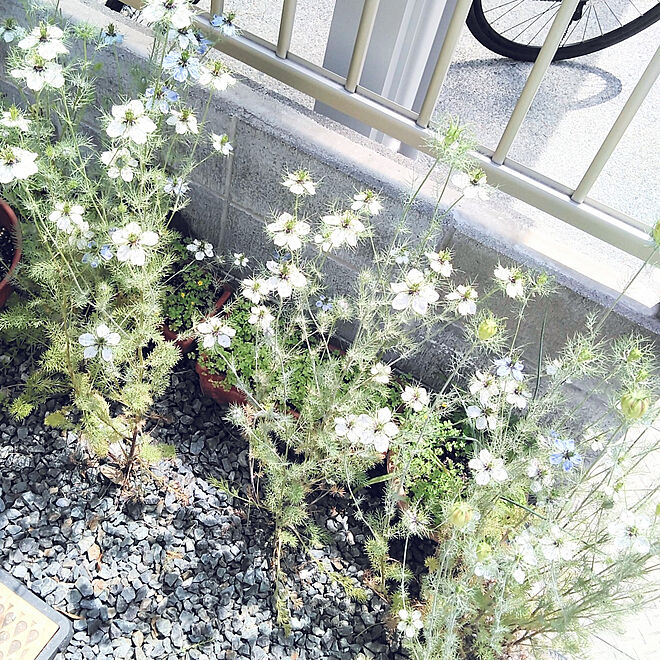 玄関 入り口 ニゲラ ニゲラの花 ふわふわが好き 放置庭 などのインテリア実例 21 05 15 09 45 57 Roomclip ルームクリップ