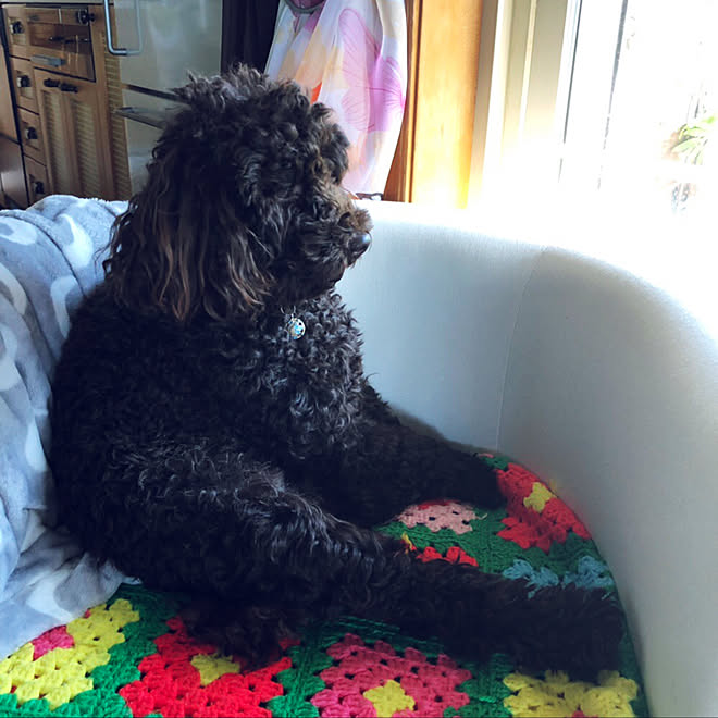 私の癒し 亡き母作 モチーフ編み 変な座り方 トイプードル などのインテリア実例 19 12 22 17 52 15 Roomclip ルームクリップ