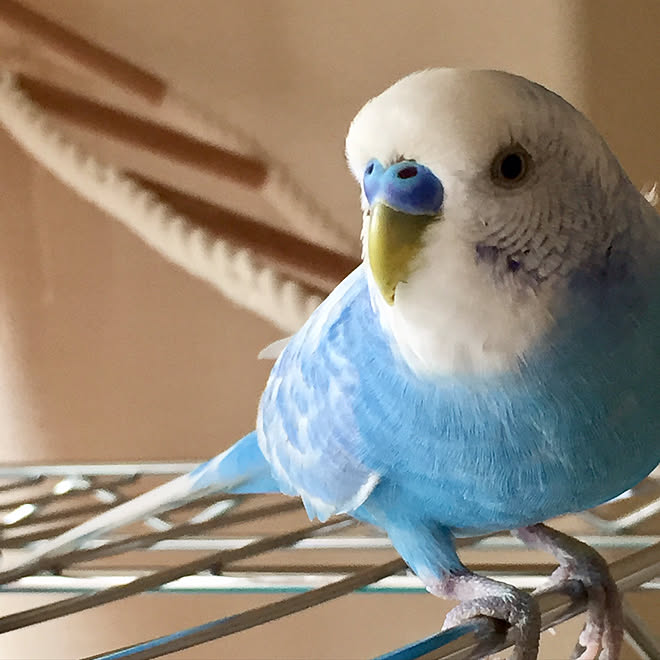リビング ホームセンター インコ 鳥部 いつもいいね 押し逃げごめんなさい などのインテリア実例 17 08 21 07 00 Roomclip ルームクリップ