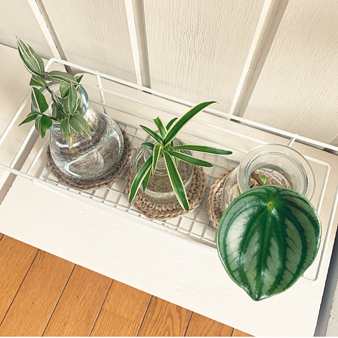 水耕栽培 ガラス瓶 夏 オリヅルラン スイカペペロニア などのインテリア実例 22 08 05 10 15 11 Roomclip ルームクリップ