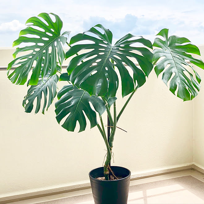 ベランダ モンステラ マンション 一人暮らし 1人暮らし などのインテリア実例 18 04 27 14 14 39 Roomclip ルームクリップ