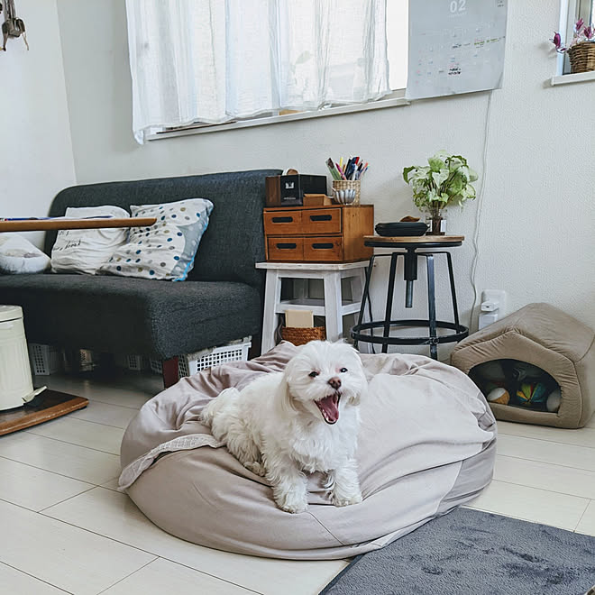 リビング 超狭小住宅 Greenのある暮らし ナチュラルインテリア 庭なし一戸建て などのインテリア実例 22 02 17 09 50 46 Roomclip ルームクリップ