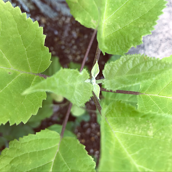 ガーデニング 花芽がつかない 紫陽花 挿木に挑戦 挿木 などのインテリア実例 21 06 11 15 21 19 Roomclip ルームクリップ