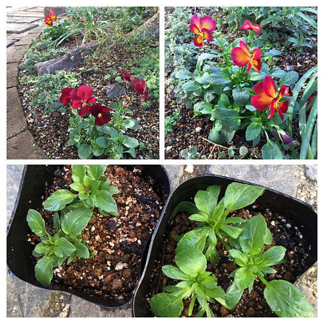 挿し芽 ビオラ 花壇 庭 部屋全体のインテリア実例 21 11 22 09 36 36 Roomclip ルームクリップ