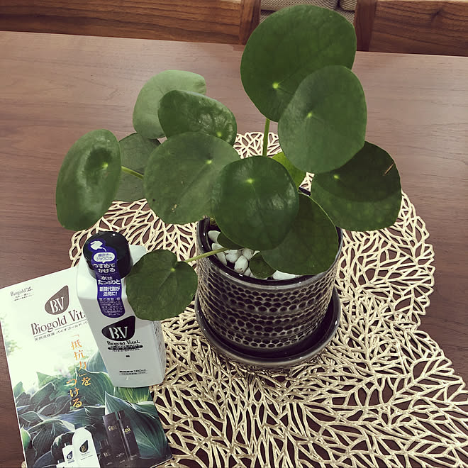 ペペロミアジェイド あの新商品買ったよ 木蔵 観葉植物のある暮らし ウォールナット無垢材 などのインテリア実例 19 05 17 22 48 37 Roomclip ルームクリップ