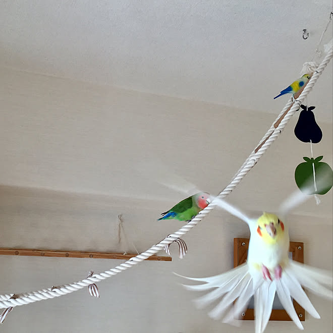 部屋全体 インコと暮らす家 オカメインコ インコ 人の暮らし などのインテリア実例 18 03 17 22 42 Roomclip ルームクリップ 部屋全体 インコと暮らす家 オカメインコ インコ 人の暮らし などのインテリア実例 18 03 17 22 42 Roomclip ルームクリップ