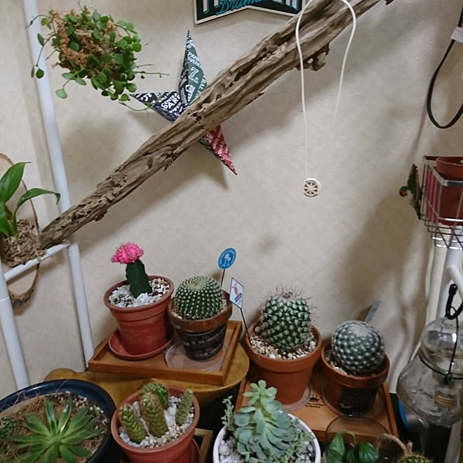 部屋全体 着生 ファイヤーボール サボテン 多肉植物 などのインテリア実例 17 11 27 26 17 Roomclip ルームクリップ