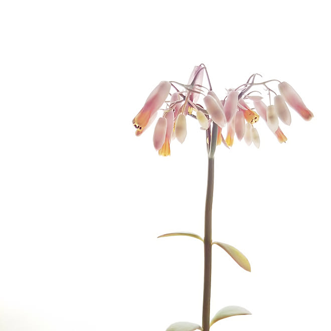 多肉植物 カランコエ カランコエ リンリン 多肉植物のある暮らし みなさんの多肉ちゃんに癒されてます などのインテリア実例 02 26 12 23 14 Roomclip ルームクリップ