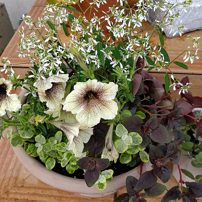 玄関 入り口 寄せ植え ナチュラル 癒し グリーン大好き などのインテリア実例 22 05 09 32 58 Roomclip ルームクリップ