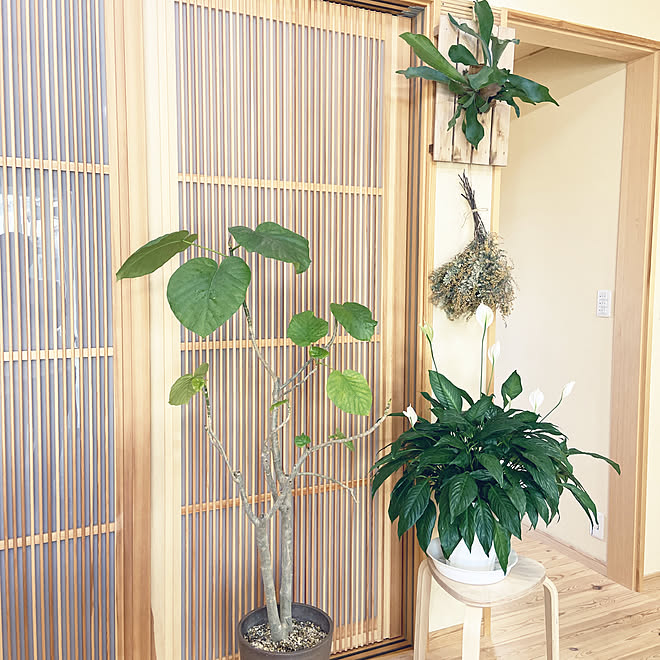 観葉植物 コウモリラン スパティフィラム ウンベラータ 木の家 などのインテリア実例 22 06 07 08 38 24 Roomclip ルームクリップ 観葉植物 コウモリラン スパティフィラム ウンベラータ 木の家 などのインテリア実例 22 06 07 08 38 24 Roomclip ルームクリップ