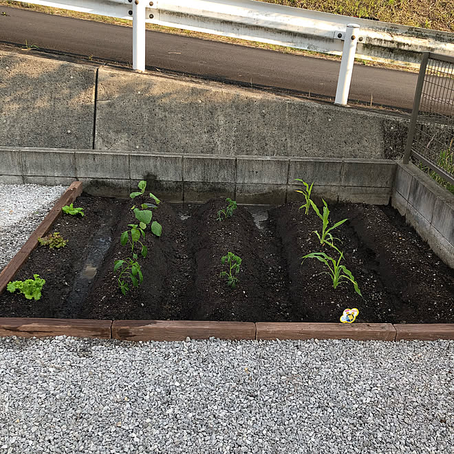 初心者 ミニ畑 家庭菜園 ガーデニング 庭 などのインテリア実例 22 05 02 19 51 07 Roomclip ルームクリップ