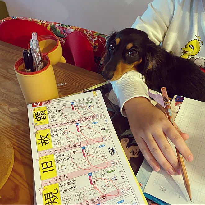 ウニコ ダイニングテーブル Kartellイス 宿題中 犬のペンケース 鬼滅の刃 などのインテリア実例 11 09 18 34 52 Roomclip ルームクリップ