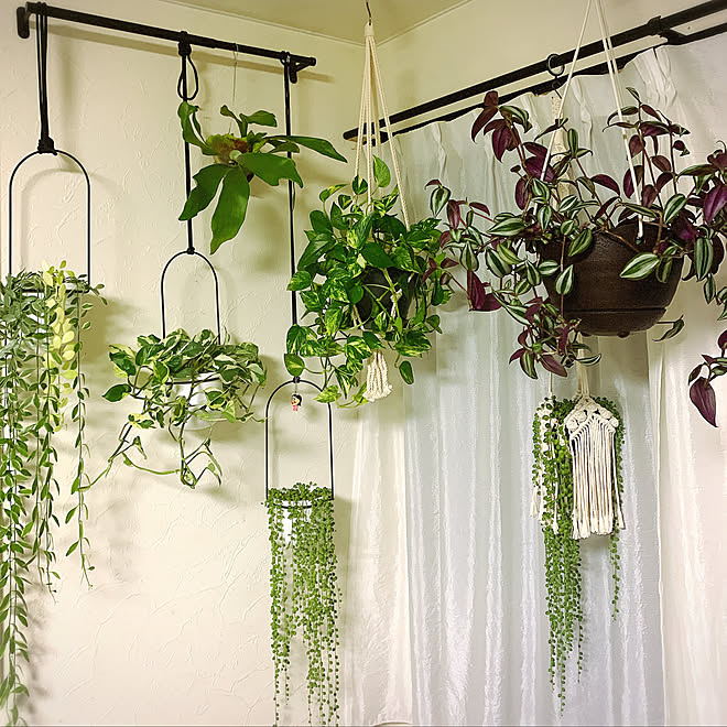 ポトスエンジョイ グリーンネックレス ポトス 植物のある暮らし 緑のある暮らし などのインテリア実例 22 09 25 10 50 40 Roomclip ルームクリップ ポトスエンジョイ グリーンネックレス ポトス 植物のある暮らし 緑のある暮らし などのインテリア実例 22 09 25 10 50 40 Roomclip ルームクリップ