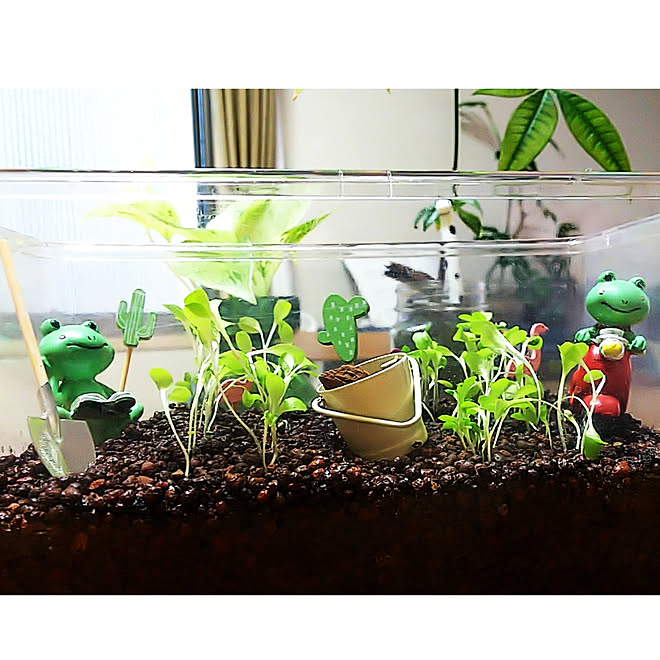 棚 水耕栽培 菜園 水耕栽培 野菜の水栽培 いつもありがとうございます 感謝 などのインテリア実例 21 03 10 22 02 08 Roomclip ルームクリップ 棚 水耕栽培 菜園 水耕栽培 野菜の水栽培 いつもありがとうございます 感謝 などのインテリア実例 21 03 10 22 02 08 Roomclip ルームクリップ