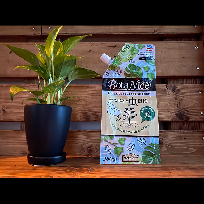 Botanice 植物のある暮らし 多肉植物 ガーデニング 観葉植物 などのインテリア実例 08 29 05 Roomclip ルームクリップ Botanice 植物のある暮らし 多肉植物 ガーデニング 観葉植物 などのインテリア実例 08 29 05 Roomclip ルームクリップ