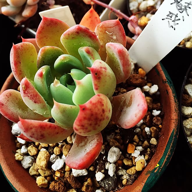 多肉植物 花魅惑 趣味 多肉 紅葉 などのインテリア実例 15 11 05 09 23 09 Roomclip ルームクリップ