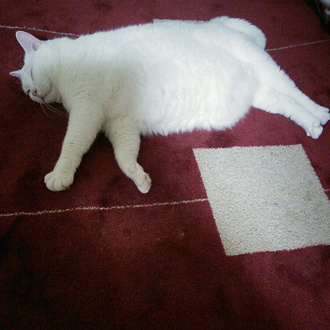 白猫ラブ もふもふ ねこと暮らす のインテリア実例 15 06 17 00 12 51 Roomclip ルームクリップ