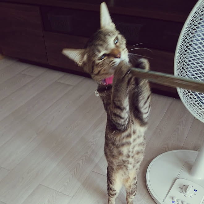 リビング/猫ばかりですみません/保護猫ゆず/ねこと暮らすのインテリア 