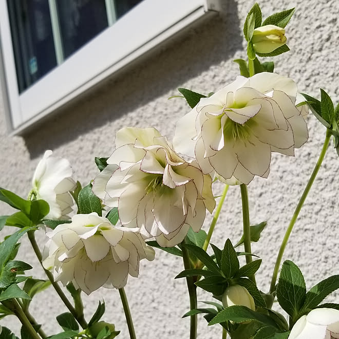 玄関 入り口 花のある暮らし クリスマスローズ ピコティ ダブル シンプルに暮らす などのインテリア実例 03 17 12 54 50 Roomclip ルームクリップ